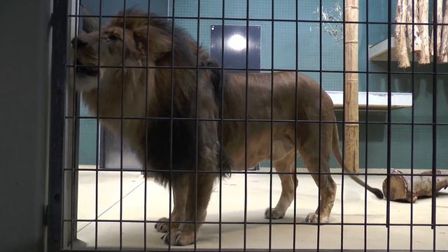 Берлин, зоопарк, кис-кис смотреть онлайн