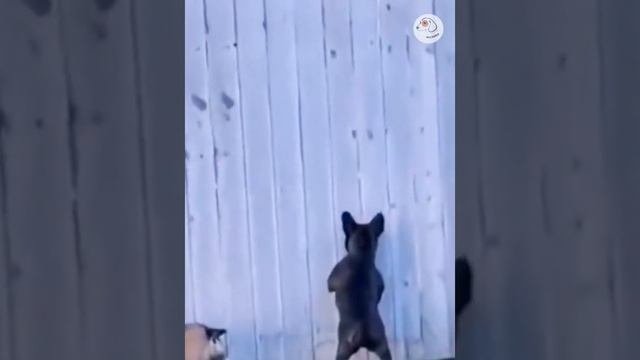 Собаки