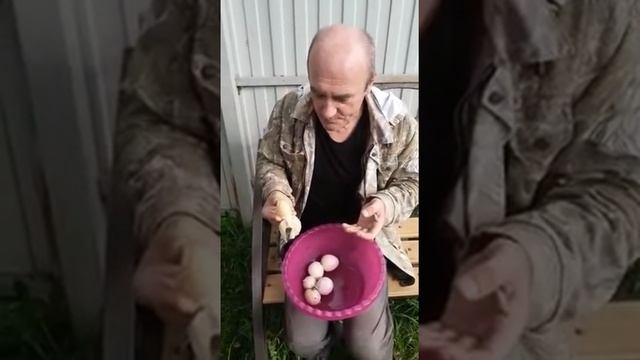 Гриб Весёлка в Подмосковье! смотреть онлайн