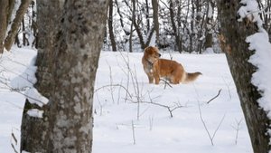 Сбор трюфелей на Кубани: как добывают деликатес?