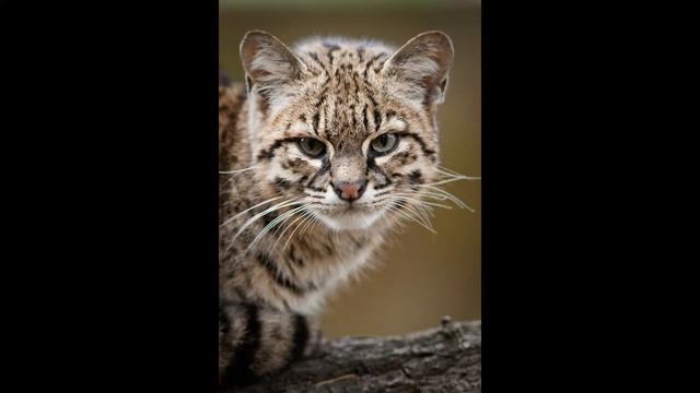 Кошка жоффруа смотреть онлайн