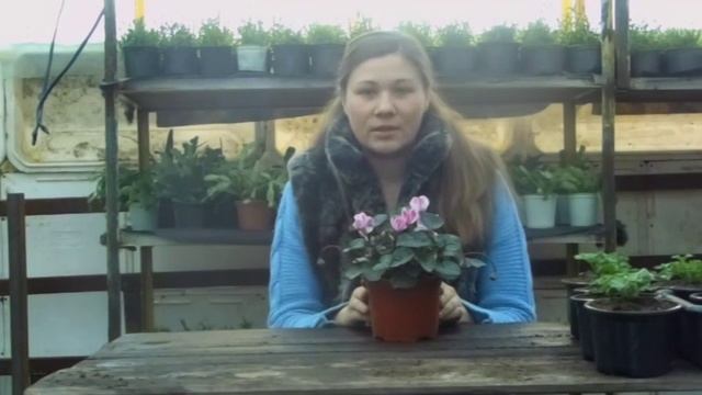 Размножение цикламена. Легко и просто.