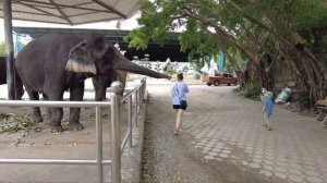 ШОУ КРОКОДИЛОВ В ПАТТАЙЕ 2022 / РЫБАЛКА НА КРОКОДИЛОВ И КОРМЕЛНИЕ ЖИРАФОВ И СЛОНОВ