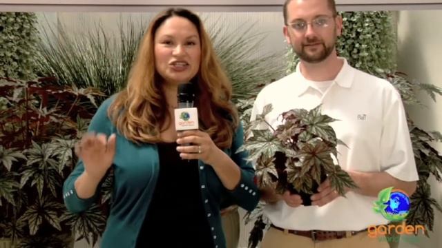 BEGONIA PLANTS: Gryphon Begonia (Begonia Rex- Silver and Black Foliage) Sun Coleus/Shirley Bovshow смотреть онлайн