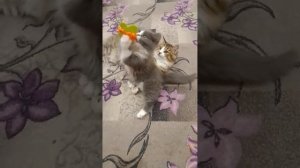 Мои любимые котики