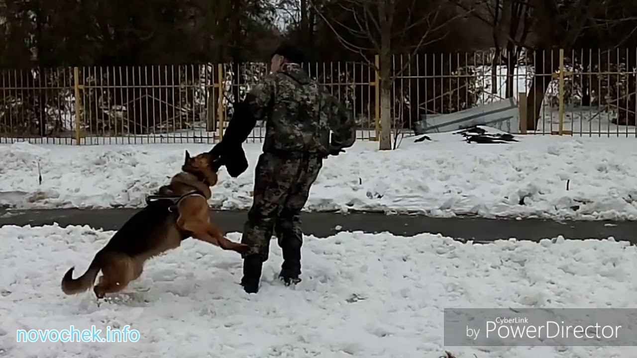 Дрессировка собак в Новочеркасске. "Оскар"