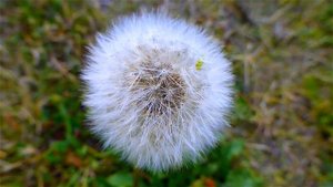 Белый Одуванчик. Божья Коровка Взлетает с Одуванчика. Летний Футаж Белый Одуванчик. Летние Футажи