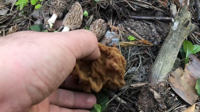 ПЕРВЫЕ ВЕСЕННИЕ ГРИБЫ СМОРЧКИ! ВСЕ МЕСТА ПРОИЗРАСТАНИЯ ГРИБОВ СМОРЧКОВ