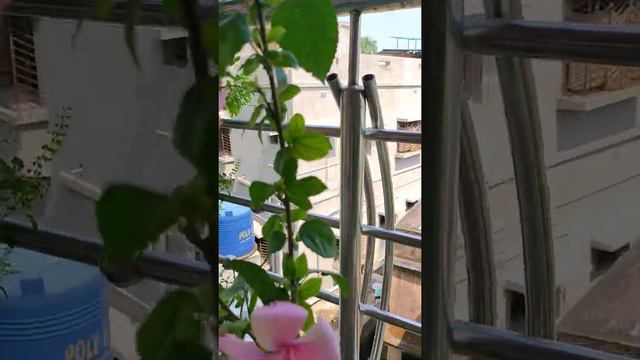 Beutiful pink hibiscus 🌺 in my balcony