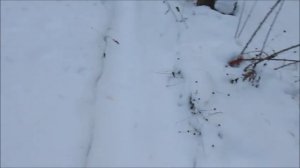 охотничьи лыжи со щеткой против отката