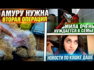 Забрали Амура со стационара, нужна опять операция♀️ Опять Разборки. Мила очень нуждается в доме.