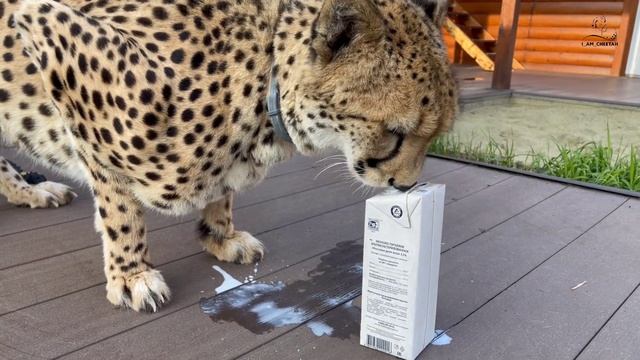 Сложная задача для гепарда Герды. Как попить молока из коробки когда у тебя лапки. смотреть онлайн