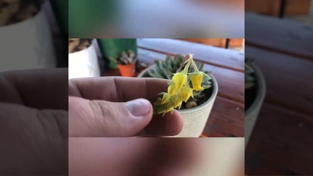 Размножение суккулентов. Размножение эхеверий (echeveria)