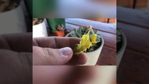 Размножение суккулентов. Размножение эхеверий (echeveria)