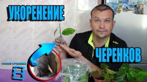СУПЕР СПОСОБ УКОРЕНЕНИЯ ЧЕРЕНКОВ. ЭКЗОТИКА НА ПОДОКОННИКЕ. ЦИТРУСОВЫЕ. САД (ОГОРОД) И ТЕПЛИЦА