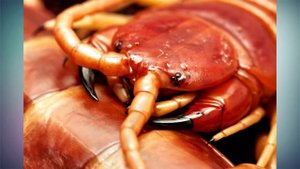 10 Самых больших насекомых в мире