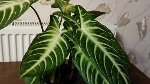 Многообразие с. Ароидных: Ксантосома Линдена!