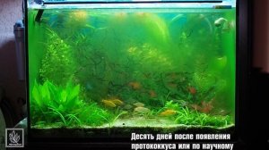 Как избавиться от GDA (Green Dust Algae) в аквариуме