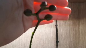 Сого Лоуренс. Чем же он все таки пахнет? ??☺??