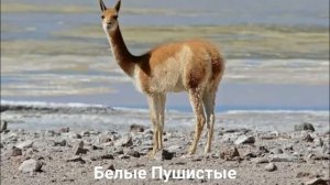 ЛАМА?/Копытные/Животные