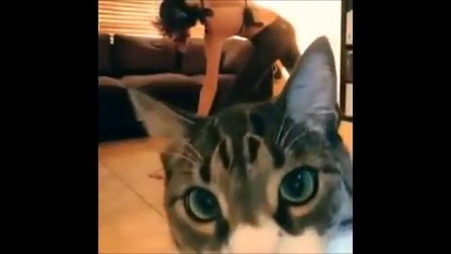 Кошка разговаривает смотреть онлайн