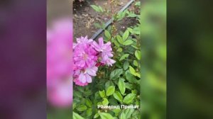 Роза Раймонд Приват. Каталог Весна 2021 год