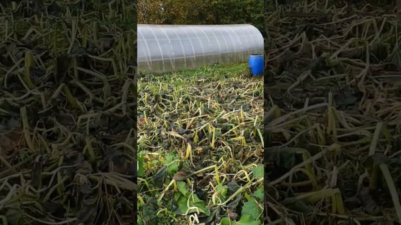 Поздравление с Днём матери! Мороз сделал своё дело: померзли все тыквенные плети. Блог о огороде.