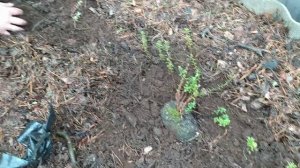 Весенняя посадка КЛЮКВЫ СТИВЕНС в грядку