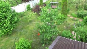 8 соток СЧАСТЬЯ! Непричёсанный сад. Планы на сегодня, утро 16 июня