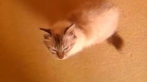 Кошка мурлычет
