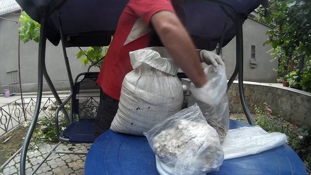 Домашнее Грибоводство. Как Засяеть Грибной Блок. Выпуск 11. смотреть онлайн