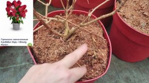 Гортензия Бонфаер. Гортензия Кровавая Мэри! Новинки Гортензии 2023 года! Уже можно купить!