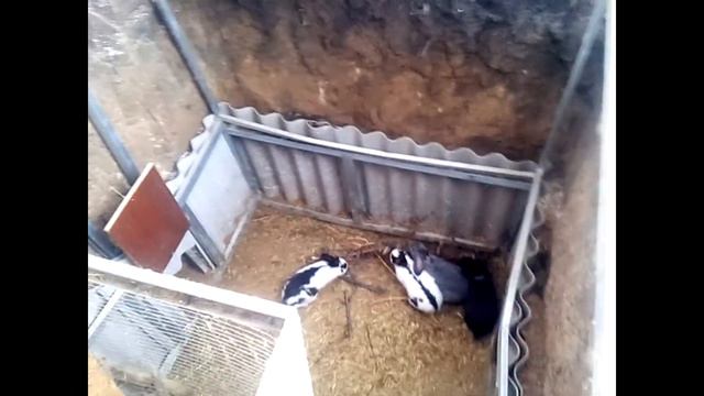 Крольчихи спрятали своих малышей смотреть онлайн