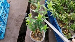 Куфея. Черенкование, уход.