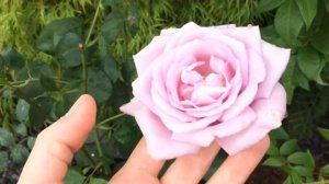 Twice in a Blue Moon Hybrid Tea Rose | Highly Scented Rose