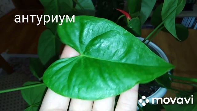 Комнатные цветы .Лимон или  лимонная кислота для обработки комнатных растений.