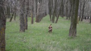 Chesapeake Bay Retriever Evgenika.     02.04.2015г.