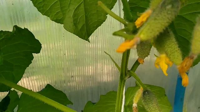 Лучший огурец для теплиц/ советы по выращиванию. смотреть онлайн