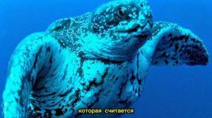 Программа Доисторический океан Риты Воеводиной.Выпуск 7.Черепахи.
