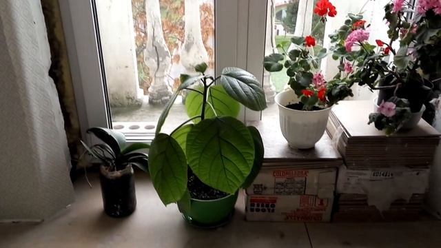 РАЗМЫШЛЯЮ о Осенне зимнем содержании растений, а как вы это делаете Поделитесь опытом смотреть онлайн