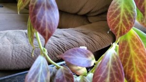 Hoya Obscura. Flowering. Цветение и уход за хоей Обскура.