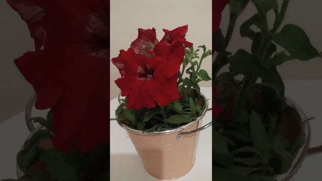 ВЛАД БАХОВ. Садоводы любители хотят вырастить новый Анчар⁉️⁉️⁉️ смотреть онлайн