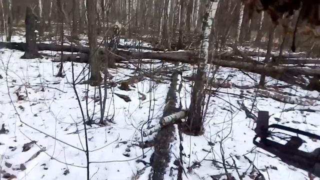 Проверка капканов на куницу. Кто стащил мясо? смотреть онлайн