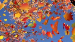 Осенний свет.mp4