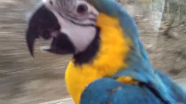 Попугай в машине смотреть онлайн