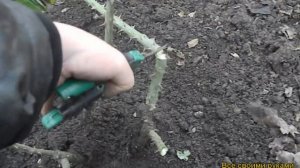 Весенняя обрезка и подкормка роз.