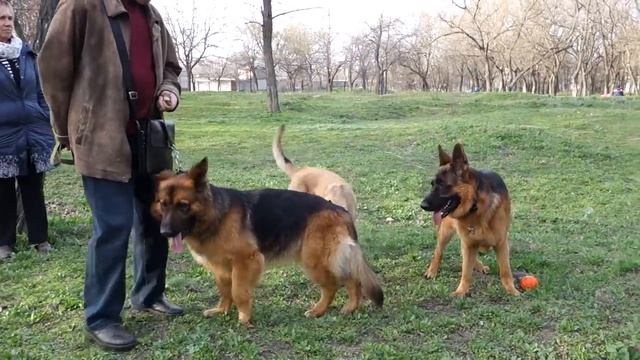 СЛУЧАЙНАЯ ВСТРЕЧА.Немецкие овчарки и Малинуа.German Shepherd and Malinois.Odessa. смотреть онлайн