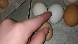 Какие яйца несут куры породы ливенская ситцевая. Тонкая шкарлупа яиц!!!