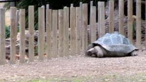 ?? Отдых в Испании. Зоопарк в Барселоне / Zoo de Barcelona. #3