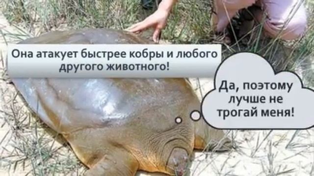 Мягкотелые черепахи Жизнь почти без панциря превратила их в смертоносных хищников смотреть онлайн